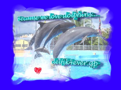 Minden delfinszeretnek (azaz mindenkinek :o)